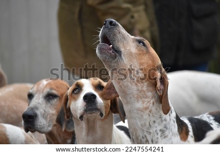 A Foxhound barking waiting to go on exercise. Royalty-Free Stock Photo #2247554241