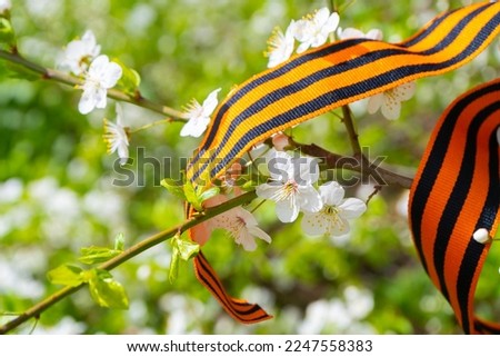 Cherry branch and Saint Georges ribbon. Cherry blossoms in spring.  Traditional symbol of 9 May  1945, Victory Day  Royalty-Free Stock Photo #2247558383