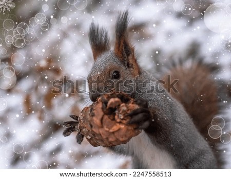  squirrel in winter forest with cedar cone