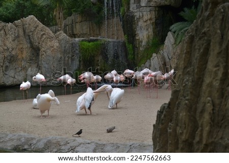 A flock of pink flamingos by the lagoon with rocks of sand and greenery