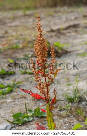 Part of a sorrel bush Rumex confertus growing in the wild with dry seeds on the stem.