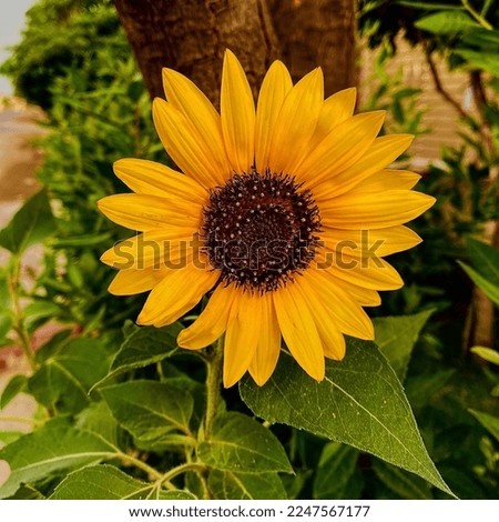 Sun Flower picture - sunflower