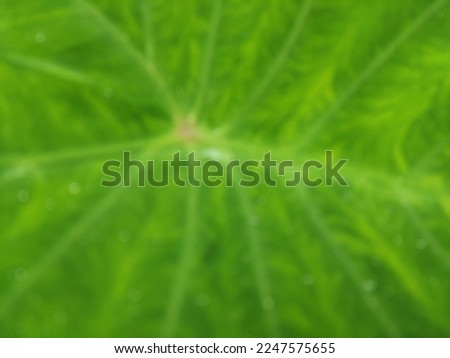 natural texture of leaf closeup, noise and artifact blurry