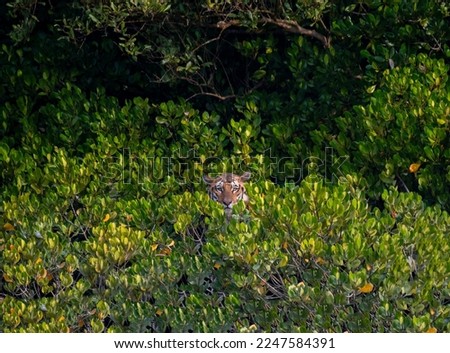 Royal Bengal Tiger from Sundarbans, West Bengal.