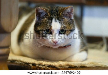 Portrait of a cat on a white background. Pets concept. interior photo.