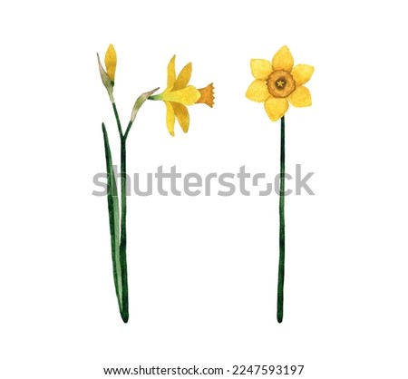 Watercolor hand-painted set with yellow Daffodil Wildflower. Narcissus flower with stem and leaf. Spring botanical illustration. Isolated on white background.