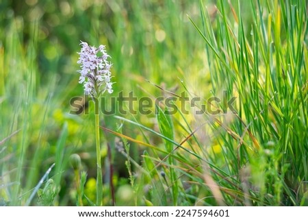 Beautiful Military orchid, Orchis militaris blooming