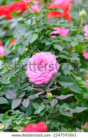 selective focus of fresh roses flowers at the garden for background or quote concept