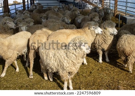 A picture of sheep in a sheep farm.