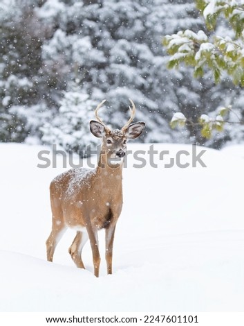 White-tailed deer buck walking in the falling snow in Canada