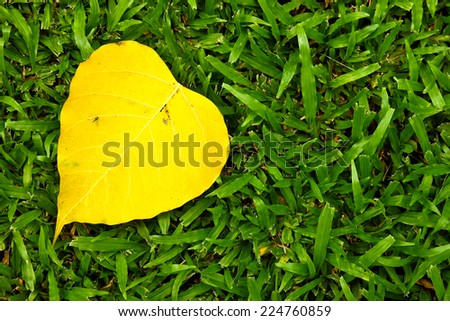 Yellow leaf on grass