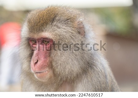 Japanese Macaque monkey growing in the wild. A close-up picture of the monkey's face.