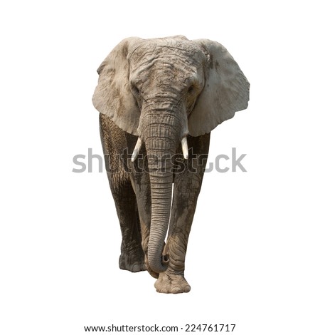 One Elephant isolated on white background