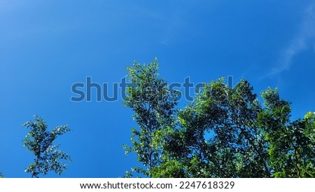 a tree with dense green leaves and a clear blue sky. flat lay. nature concept
