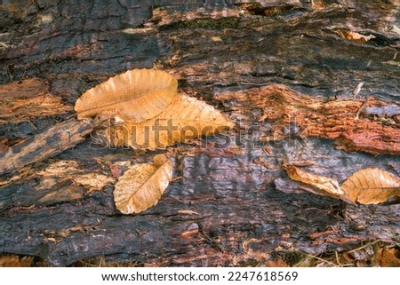 Forest background with wet wood and yellow chestnut leaves in Lugo Galicia