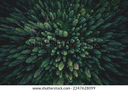 Aerial top view green forest and green trees in rural Altai, Drone photo. Royalty-Free Stock Photo #2247628099
