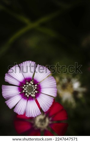 An endemic plant species that grows only in the Gölbaşı district of Ankara, Turkey, is called the flower of love. Royalty-Free Stock Photo #2247647571