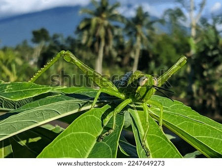 macro of a green grasshopper on a leaf with trees in the background