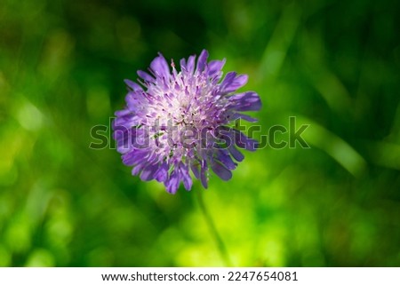 Fine wild growing flower aster echinops on background meadow, photo consisting from wild growing flower aster echinops to grass meadow, wild growing flower aster echinops at herb meadow countryside