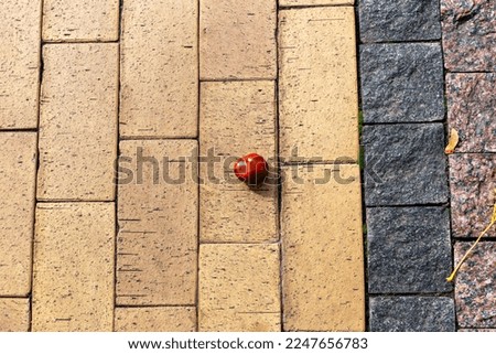 Chestnut fruit and other objects on the ground on the tiles in the sunshine. City landscape. The concept of life and development