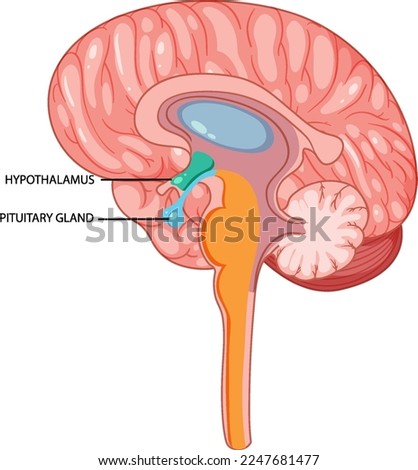 Brain hypothalamus and pituitary gland vector illustration