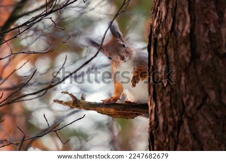 Eurasian red squirrel (Sciurus vulgaris) sits on a tree branch and looks straight at the camera. Squirrel paws with claws. Beautiful background with bokeh. Autumn in Eastern Europe, Riga, Latvia