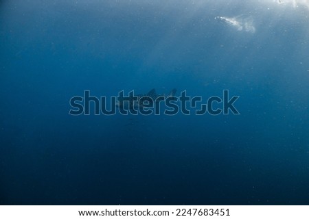 Whale Shark Gentle Giant Andaman Thailand