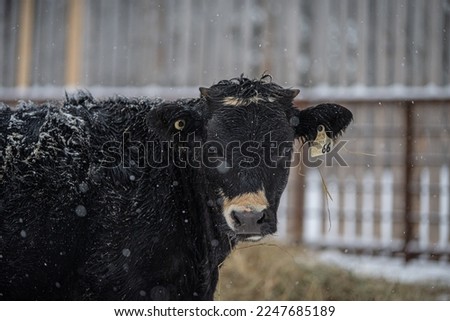 Wet black angus calf outside in winter