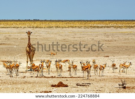 Isolated Giraffe and a herd of Springbok next to a waterhole in Etosha National Park