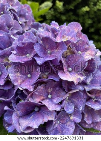 Picture of purple Hydrangeas close up