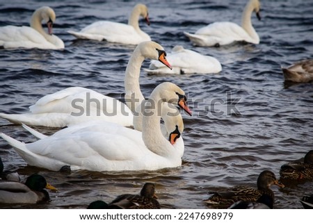 In winter, white and gray swans swim in the river, as well as ducks. People feed them with food.