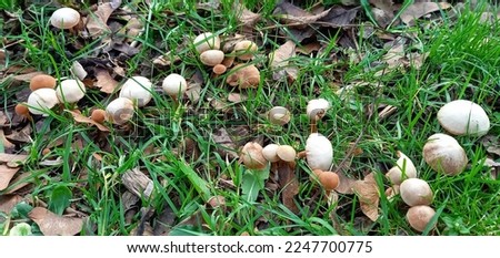 Brown and white toadstools in grass and leaf litter Royalty-Free Stock Photo #2247700775