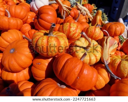 A pile of Jack-Be-Little Pumpkins for sale at a farm stand on the North Fork of Long Island, NY