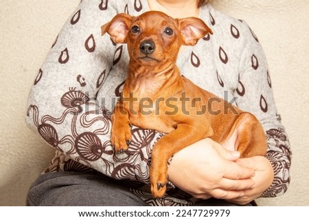 The puppy is lying in the arms of a woman. Portrait of a puppy in the hands of the owner. Muzzle, paws, a small dog. Friendship between man and dog. Taking care of pets.