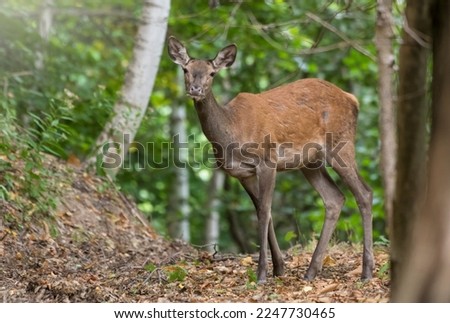 Young female red deer (doe - Cervus elaphus) looking into camera from the thick of the wood in a summer evening on the Italian Alps, Piedmont. Royalty-Free Stock Photo #2247730465