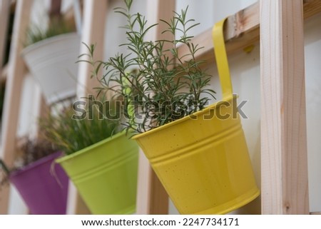 Spice herb rosemary and other spices in hanging pots on the balcony garden Royalty-Free Stock Photo #2247734171