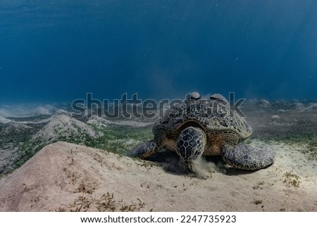 Turtle releases sand through its nose