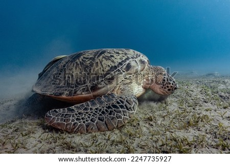 The turtle is slowly looking for food on the seabed