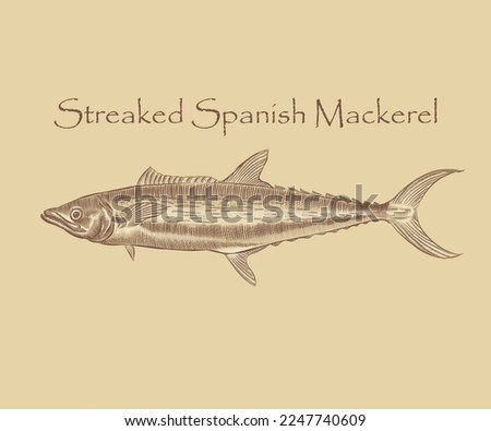 Streaked Spanish mackerel fish illustration with details and highlights.