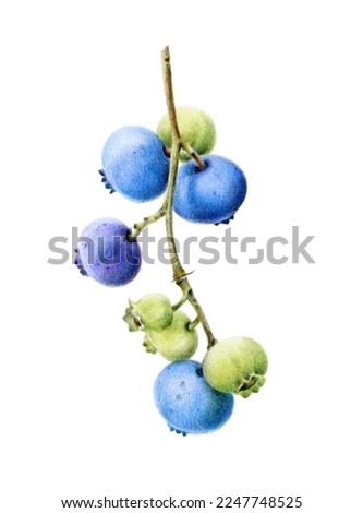Branch with blueberries isolated on white. Botanical art. Watercolor and pencils illustration 