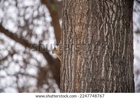 Tree squirrel peering round tree trunk, Greater Kruger, South Kruger