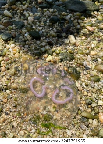 a picture of a jellyfish at the shore