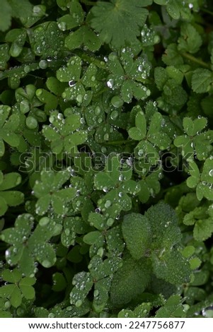 Water drops on clovers leaves