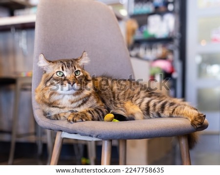 Selective focus view of serious looking Highlander cat lying down on chair indoors Royalty-Free Stock Photo #2247758635