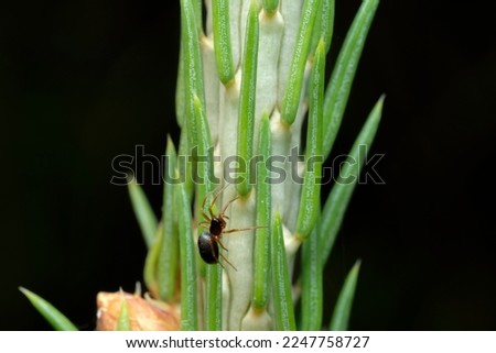 Ants and aphids on a branch, an ant guards an aphid, a spider attacks an aphid