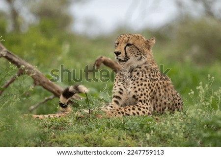Wild Cheetah resting in its natural habitat