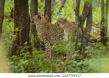 Wild Cheetahs use the forest as cover during the hunt
