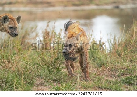 Two Young Spotted Hyenas Play with a deceased Hyena's Tail