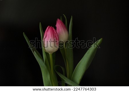 Two pink tulips into vase on black background