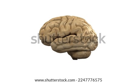 Wooden brain. Wood Brain. 3D rendering.3D. Isolate
